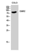 EMR2 rabbit pAb