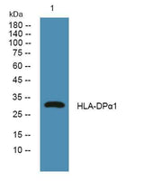 HLA-DPα1 rabbit pAb