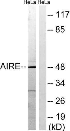 AIRE-1 rabbit pAb