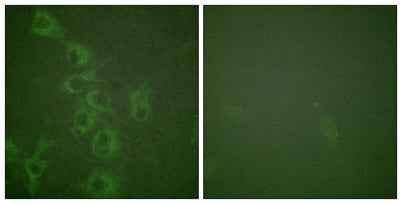 Histamine H1 Receptor (phospho Ser398) rabbit pAb