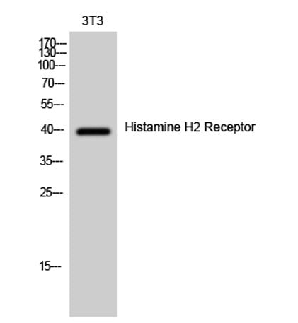 Histamine H2 Receptor rabbit pAb 50µL/100µL