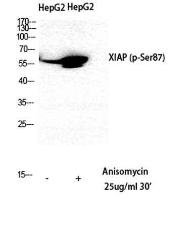 XIAP (phospho Ser87) rabbit pAb