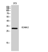 ICAM-2 rabbit pAb
