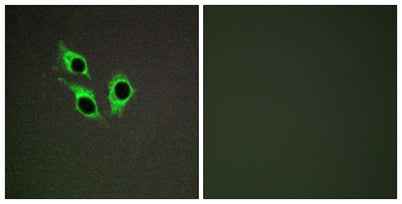 Anoctamin-9 rabbit pAb