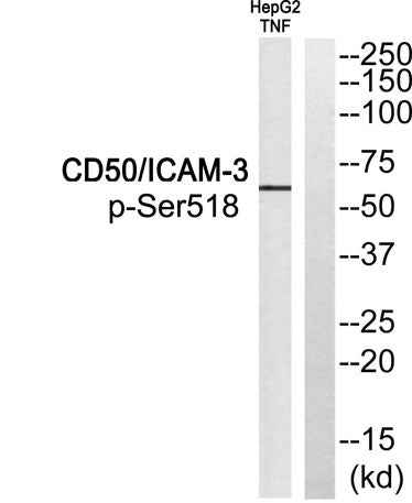 CD50 (phospho Ser518) rabbit pAb