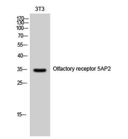 Olfactory receptor 5AP2 rabbit pAb
