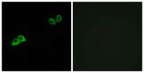 Olfactory receptor 2AT4 rabbit pAb