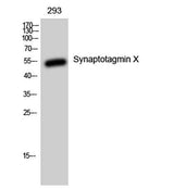 Synaptotagmin X rabbit pAb