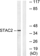 STAC2 rabbit pAb