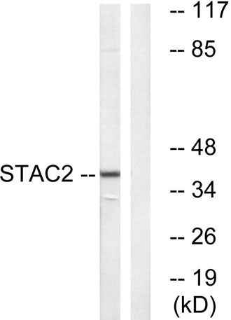 STAC2 rabbit pAb