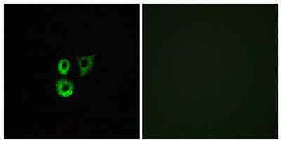 Olfactory receptor 2T3/34 rabbit pAb