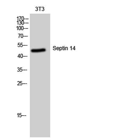 Septin 14 rabbit pAb