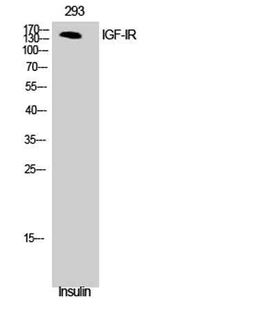 IGF-IR rabbit pAb