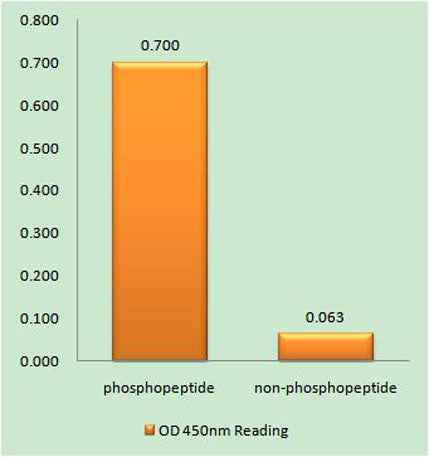 FAS (phospho Tyr291) rabbit pAb