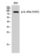 IL-4Rα (phospho Tyr497) rabbit pAb