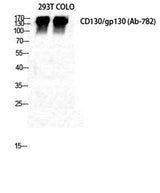 CD130 rabbit pAb