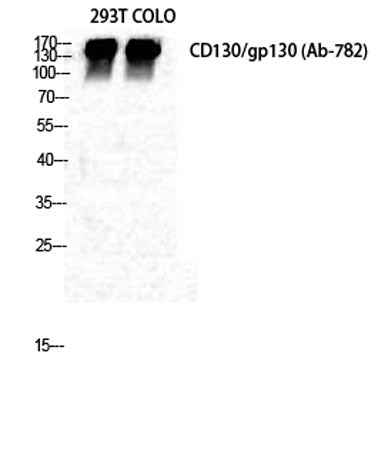 CD130 rabbit pAb