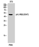 IL-8Rβ (phospho Ser347) rabbit pAb