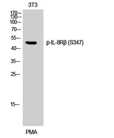 IL-8Rβ (phospho Ser347) rabbit pAb