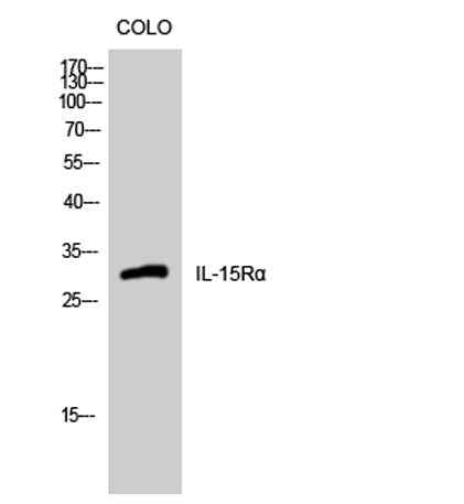 IL-15Rα rabbit pAb