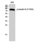 Insulin R (phospho Tyr1355) rabbit pAb