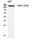 IRS-1 (phospho Ser323) rabbit pAb