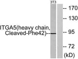 Cleaved-Integrin α5 HC (F42) rabbit pAb