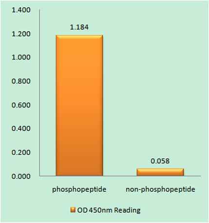 Integrin β2 (phospho Thr758) rabbit pAb
