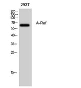 A-Raf rabbit pAb
