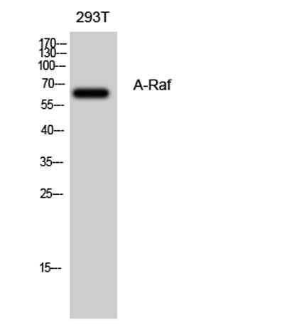 A-Raf rabbit pAb
