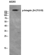 Integrin β4 (phospho Tyr1510) rabbit pAb