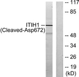 Cleaved-ITI-H1 (D672) rabbit pAb 50µL/100µL