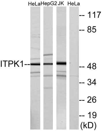 ITPK1 rabbit pAb