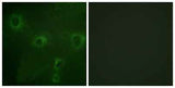 Kv2.1 rabbit pAb