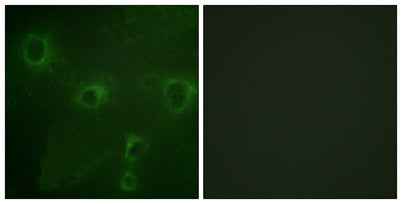 Kv2.1 rabbit pAb
