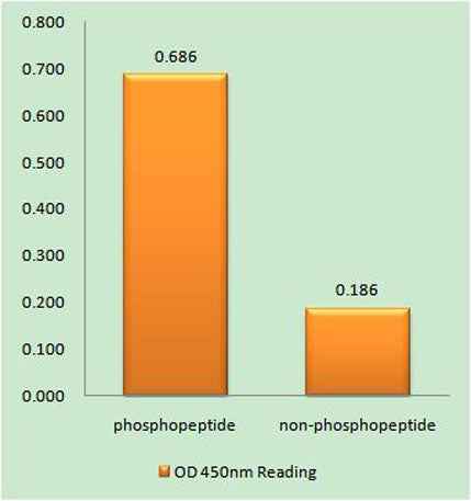 ROM-K (phospho Ser44) rabbit pAb
