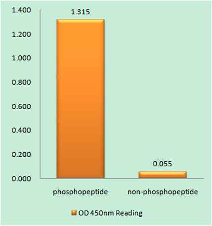 KIR3.1 (phospho Ser185) rabbit pAb