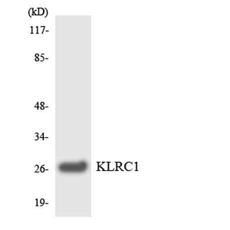 CD159a rabbit pAb 50µL/100µL