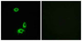 Olfactory receptor 56B1 rabbit pAb