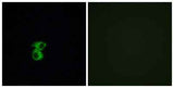 Olfactory receptor 6B2 rabbit pAb