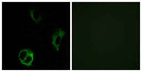 Olfactory receptor 51I1 rabbit pAb