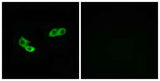 Olfactory receptor 56A3 rabbit pAb