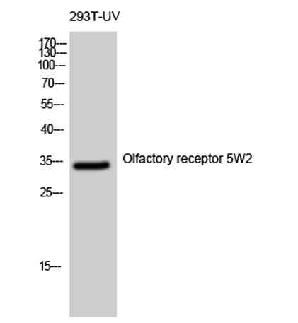 Olfactory receptor 5W2 rabbit pAb