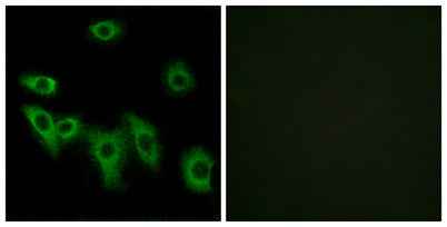 Olfactory receptor 8H3 rabbit pAb