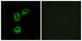 Olfactory receptor 5M1 rabbit pAb 50µL/100µL