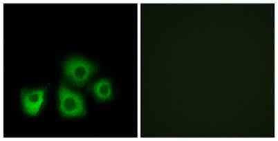 Olfactory receptor 5M1/5M10 rabbit pAb