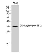 Olfactory receptor 5B12 rabbit pAb
