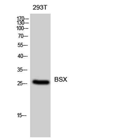 BSX rabbit pAb