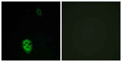 Olfactory receptor 4K17 rabbit pAb