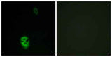Olfactory receptor 4K17 rabbit pAb